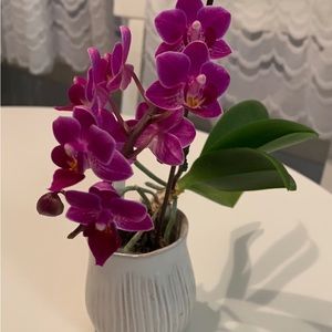 Meet your Posher, Cassie